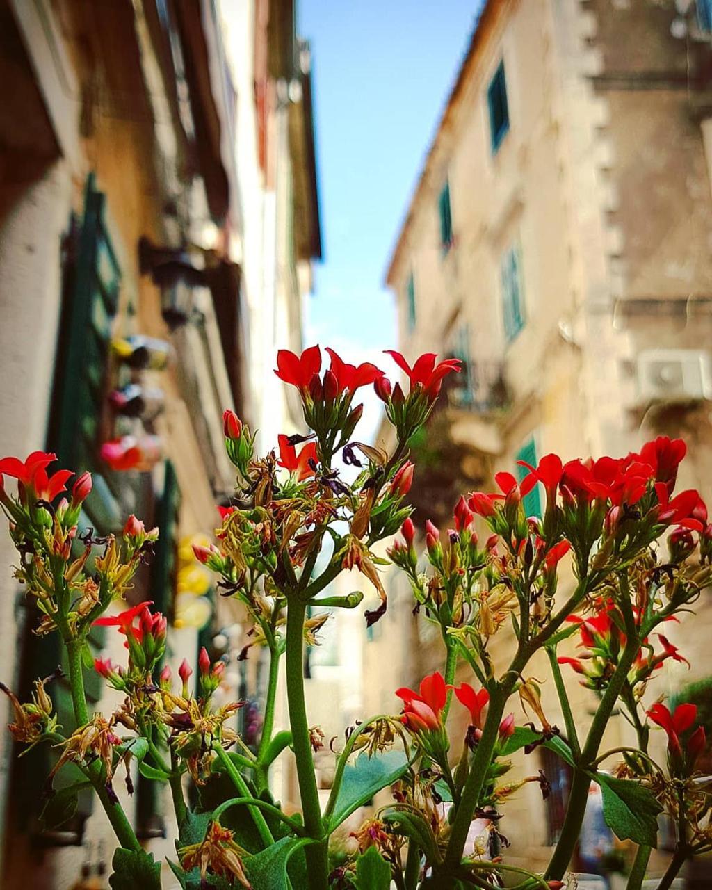 Bagus - Cozy Boutique Old Town With Seaview Terrace Apartman Kotor